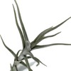 Tillandsia Diaguitensis Live Air Plant, Produces White Flowers in Bloom,