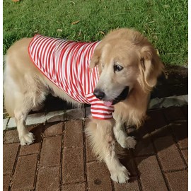 Turtleneck Dog Shirt Cute Doggie Embroidery Super Soft Dog Sweatshirt Stretchy Striped Puppy Pullover for Cats Small Medium Large Dogs (Red Striped, XX-Large)