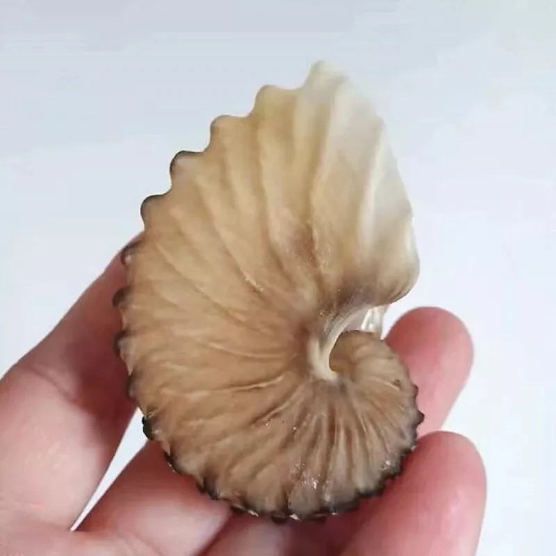 Real Argonaut Shell Paper Nautilus Shell Natural Brown Seashell Rare