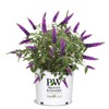 Proven Winner Miss Buddleia, 2 Gallon, Vibrant Violet Blooms (Miss