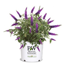 Proven Winner Miss Buddleia, 2 Gallon, Vibrant Violet Blooms (Miss Violet)