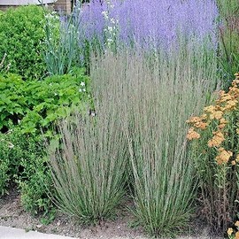 1000 Little Bluestem Native American Ornamental, Prairie Grass Seeds - Non-GMO