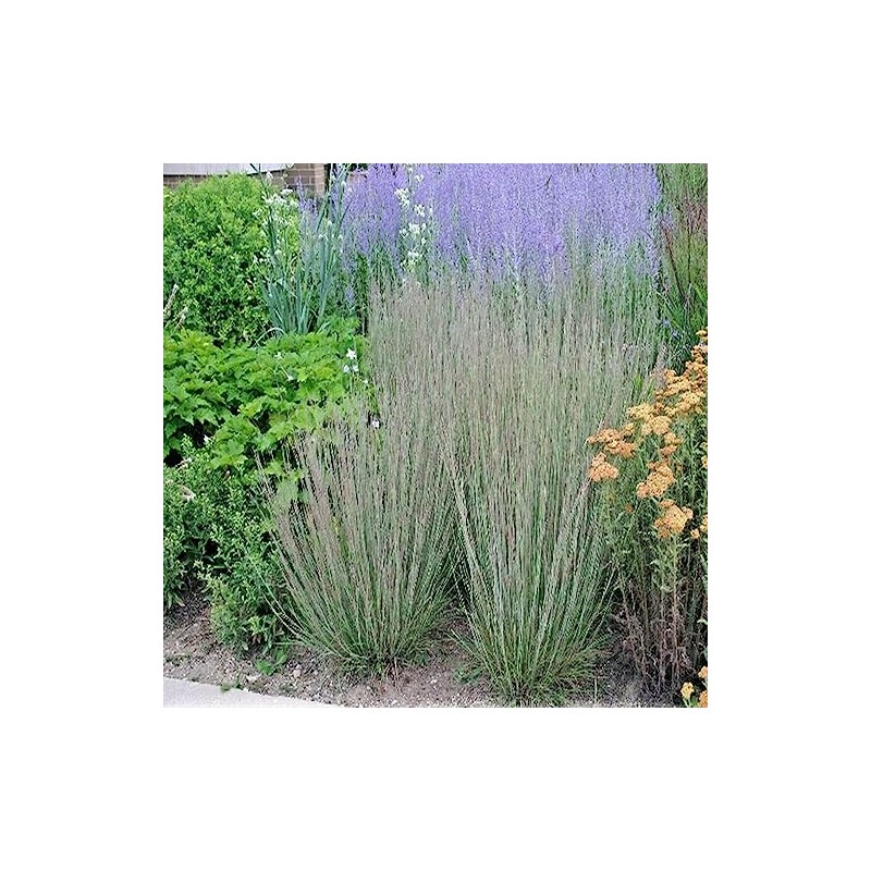 1000 Little Bluestem Native American Ornamental, Prairie Grass Seeds -