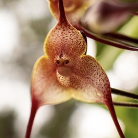 Dracula Simia Seeds Monkey Face Orchid Ornamental Attracts Butterflies Container Pot Indoor 100Pcs Flower Seeds by YEGAOL Garden