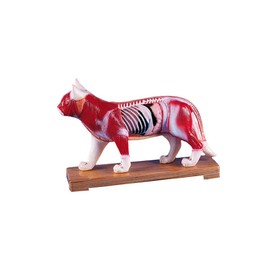 Erler Zimmer Acupuncture Animals, Acupuncture Points, Muscles and Organs, 5 Models