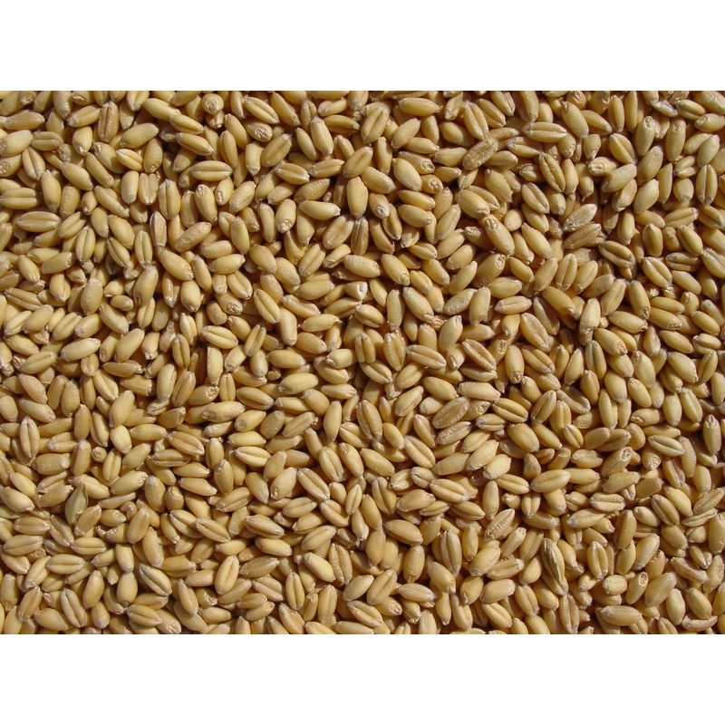 Soft White Wheat 18 Lbs, Joseph's Grainery Wheat Berries, All