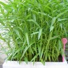 100g - 2000++ Hat Giong Rau Muong La TRE. Kong
