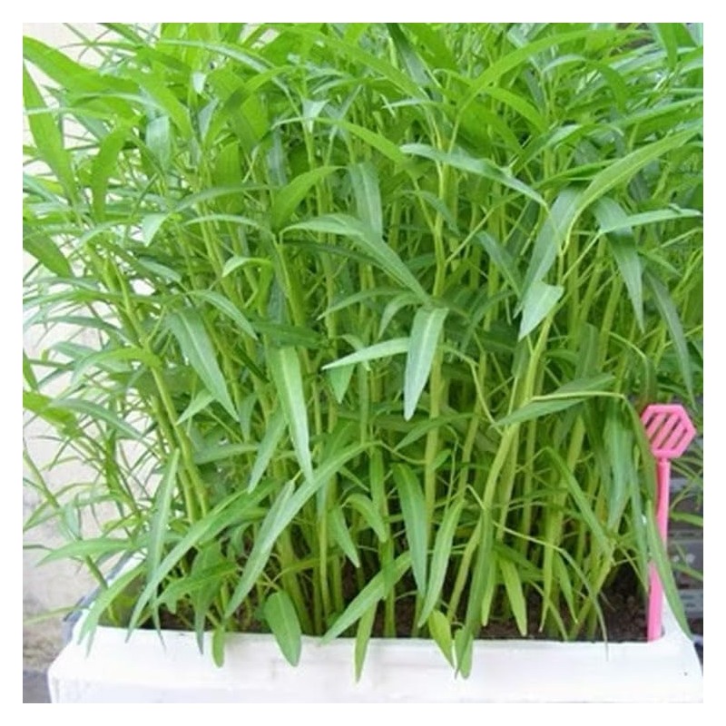 100g - 2000++ Hat Giong Rau Muong La TRE. Kong