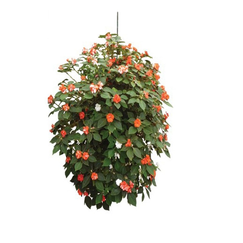 Nutley's Hanging Tomato Planter Growbags Indoor/Outdoor (1)