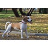 Aiminto Rope Pro Training Dog Collar, Knople Round Martingale Collar,