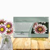 Outsidepride New Day Rose Striped Gazania Seeds for Planting –
