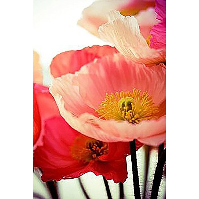 Pollinator Attracting Wildflower Seeds - Attracts Bees, Butterflies, and Other