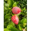 Carissa macrocarpa - Natal plum/ Harvested September 3rd 2020 -