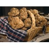 RAISE ME UP: White Truffle Mushrooms Spores (Tuber magnatum) Non