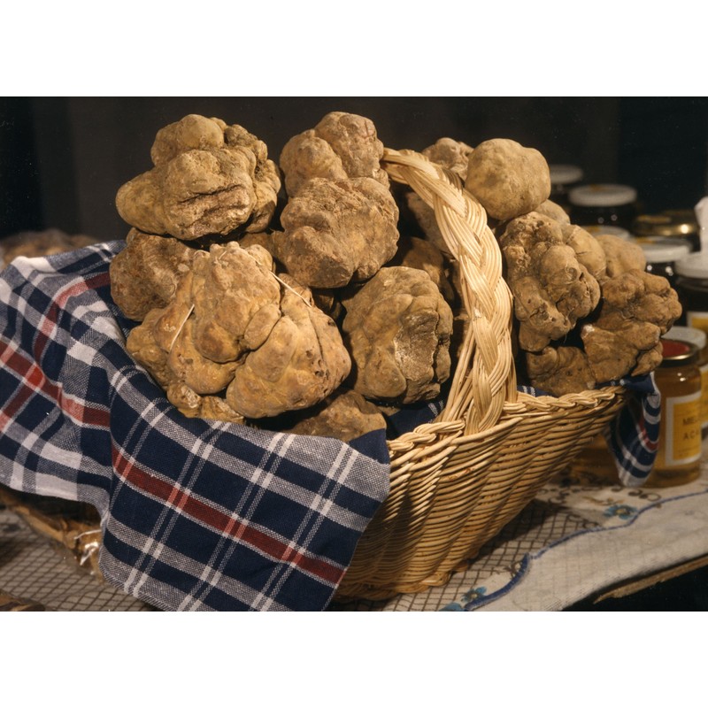 RAISE ME UP: White Truffle Mushrooms Spores (Tuber magnatum) Non