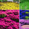 21000+ Mixed Creeping Thyme Seeds - Thymus serpyllum, Fast-Growing Drought-Tolerant