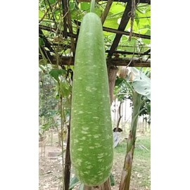 TheAmazingSeeds 10 Organic Long bottle gourd seeds/Asian Indian Opo Squash/Dudi/calabash/Hột Bầu