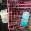 Automatic Pigeon Bird Feeder Water, Plastic Feeder Water Dispenser Drinkers