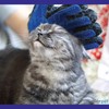 Allerpet Cat Dander Remover w/Free Pair of Grooming Gloves and