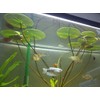 Water Lily for Freshwater Aquariums