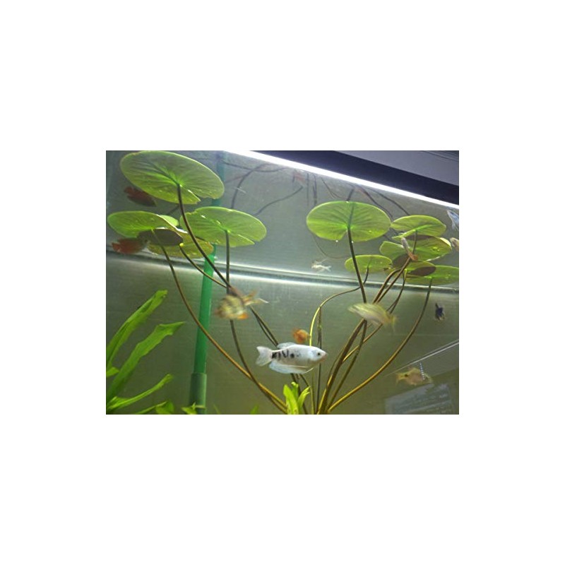 Water Lily for Freshwater Aquariums