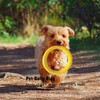 Yifengyuan Outdoor Fitness Dog Training Ring Float Traction Toy Round