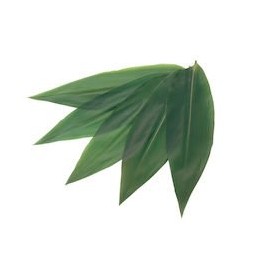Vacuum 笹 Leaves (1 Pack, 100 Pack of) 5143 l [Number] xoi3003 