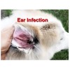 PETMED4LESS.COM EAR INFECTION PETS - Dogs and Cats - OTITIS