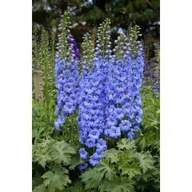 FUN AND GROW SEEDS: Seeds Blue Lupine King Canute Perennial Flowers