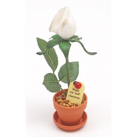 JustPaperRoses 17th Year Wedding Anniversary 7 inch Potted Shell Desk Rose Flower