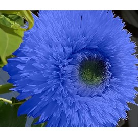 DouxiE 50pcs Blue Teddy Bear Sunflower Seeds - Stunning Annual Blooms for Your Garden Non GMO Heirloom Garden - Planting Instructions for Easy Grow - Great Gardening Gifts