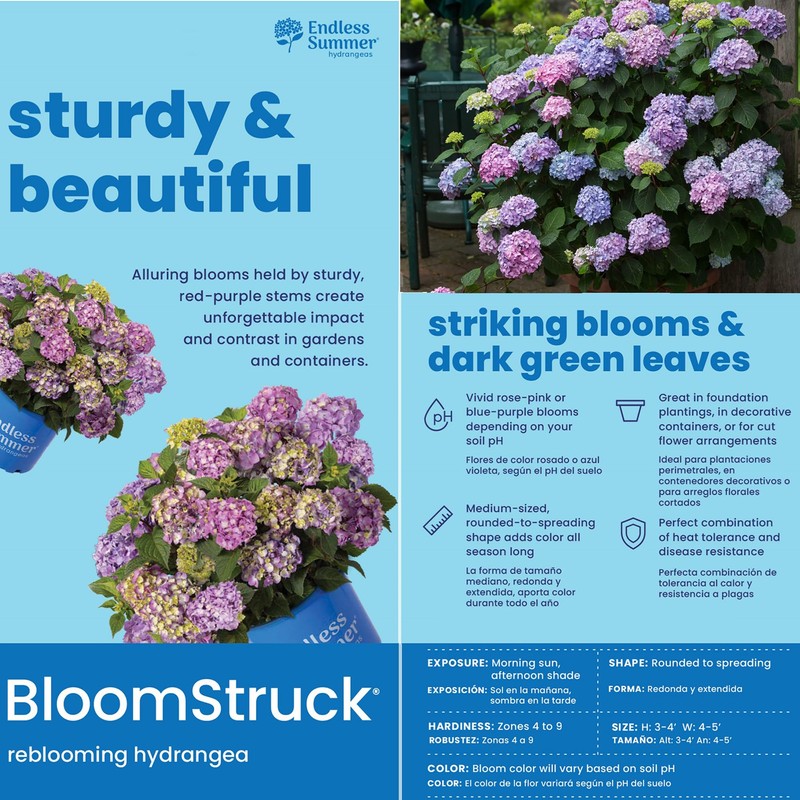 Endless Summer Bloomstruck Hydrangea, 2 gal. Pink and Purple Blooms