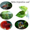 CousDUoBe 3 Pack Betta Fish Leaf Pad Improves Betta's Health