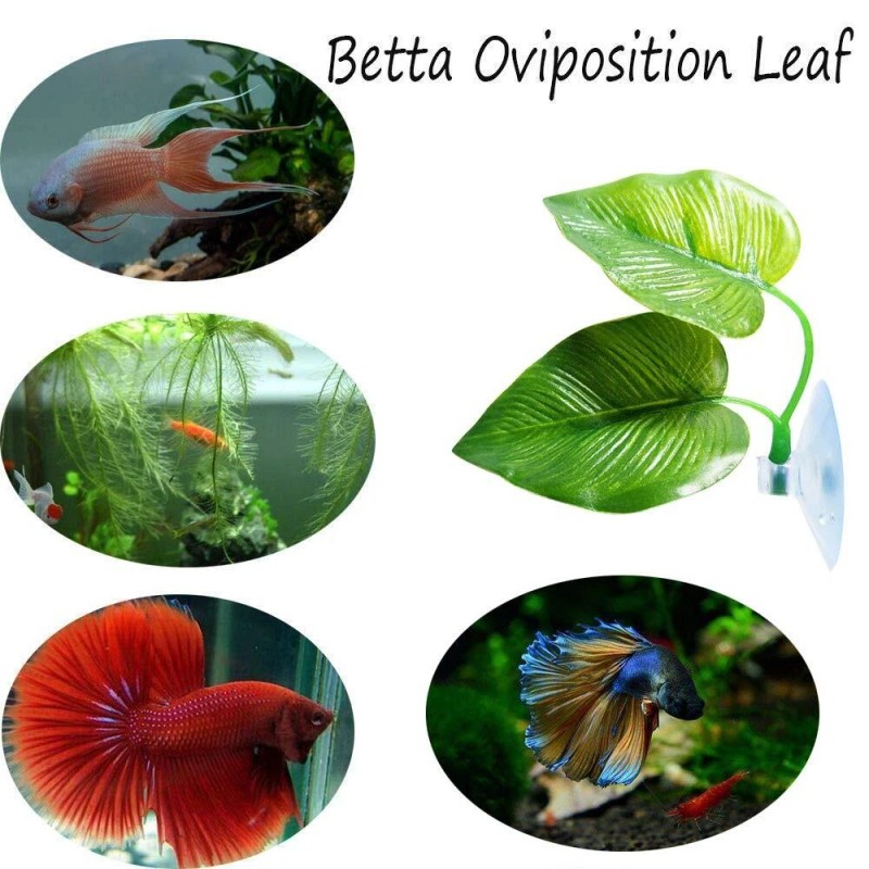 CousDUoBe 3 Pack Betta Fish Leaf Pad Improves Betta's Health