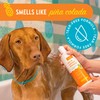 Everyday Aloe & Oatmeal Shampoo – Piña Colada Scent (16oz)