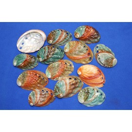 Unbranded KOREAN ABALONE SEASHELLS / Highly Polished Earthy Tone Shells for Jewely Crafts - 18 shells