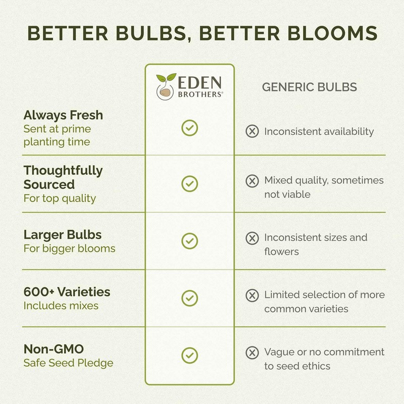 Eden Brothers Ranunculus Bulbs - Cafe