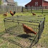 Bird Trap Cage Pigeon Quail Chicken Outdoor Trapping Live Small