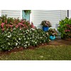 Encore Azalea Autumn Angel (2 Gallon) White Flowering Shrub -