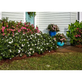 Encore Azalea Autumn Angel (2 Gallon) White Flowering Shrub - Full Sun Live Outdoor Plant - Evergreen Plants