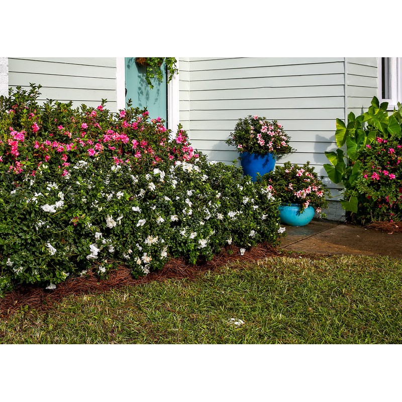 Encore Azalea Autumn Angel (2 Gallon) White Flowering Shrub -