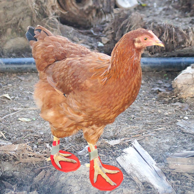 pranovo 2 Pack Chicken Splint Chicken Leg Splint for Hen