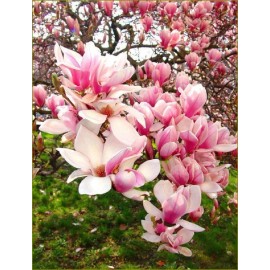 White 5 Light Pink White Magnolia Seeds LILY FLOWER TREE Fragrant Seed 126 US SELLER