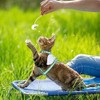 TIESOME - Juego de arnés y correa para gatos, arnés