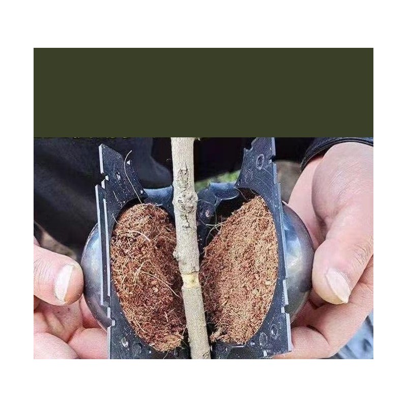 Plus Nao Root Box, Set of 5, Plant Breeding, Plant