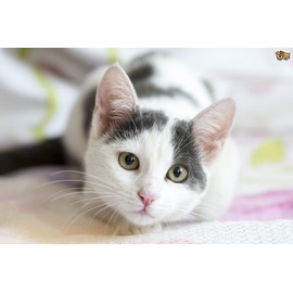 PET SUPPLEMENTS Immune Booster for Cats - Immune Support - for Cats - Vet Recommended - CHEWABLE - Milk Thistle cat - 1 Bottle (90 Chews)