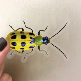 50 Realistic Insect Stickers - Transparent & Waterproof Insect Stickers for Kids Adults Teachers, Animal Decals for Laptop Water Bottle Scrapbook Classroom