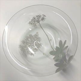 サリナ アクリル ウォッシュボール クリア （※バスチェア別売）