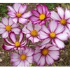1000 Cosmos ‘Picotee’ Flower Seeds Bipinnatus