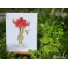 Merejka Counted Cross Stitch Kit Amaryllis K-202